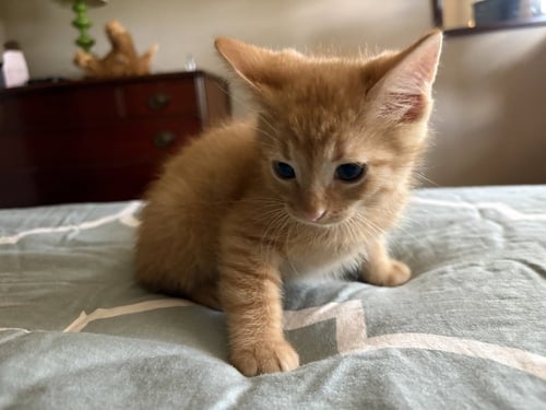 MY CHEMICAL ROMANCE - Domestic Short Hair available for adoption