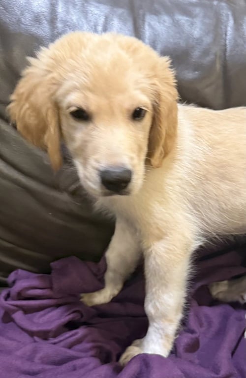 HARDEE - Great Pyrenees / Great Dane for adoption in Kenosha