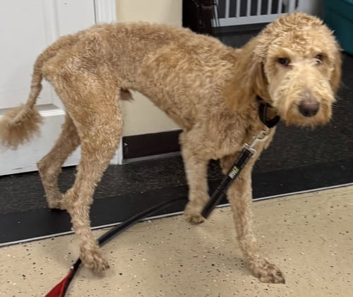 KUZCO - Golden Retriever available for adoption
