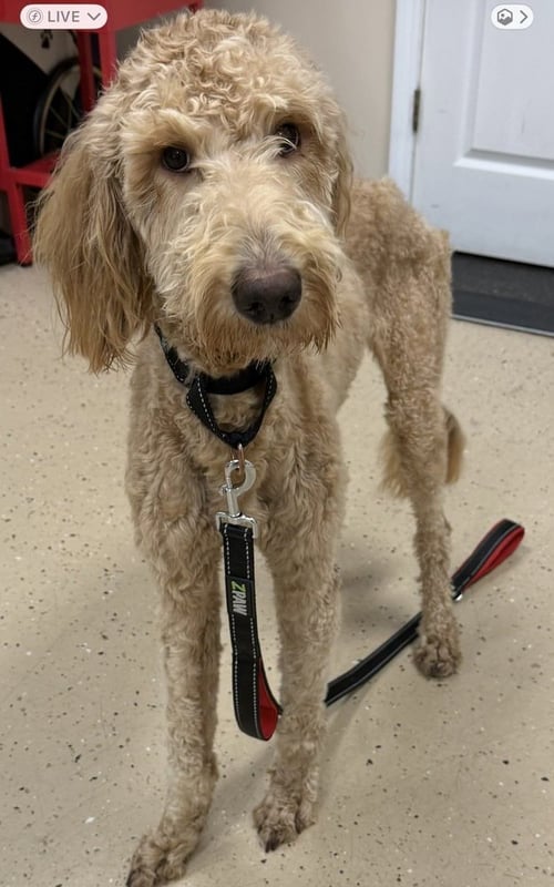 KUZCO - Golden Retriever available for adoption