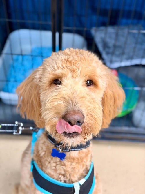 KUZCO - Golden Retriever available for adoption