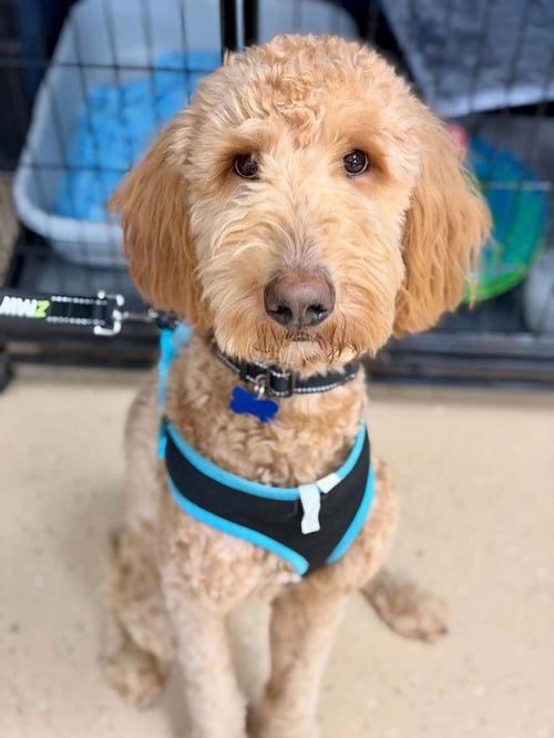 KUZCO - Golden Retriever available for adoption