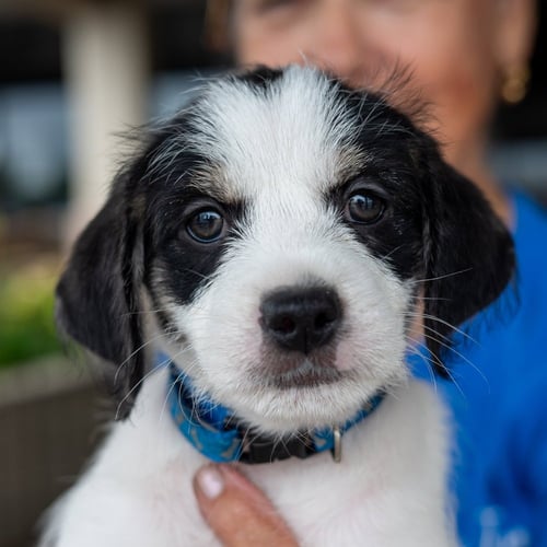 LUIS MIGUEL - Chihuahua / Shih Tzu for adoption in Kenosha