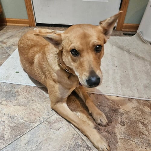 MONET - Hound available for adoption
