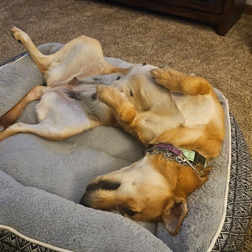 MONET - Hound available for adoption