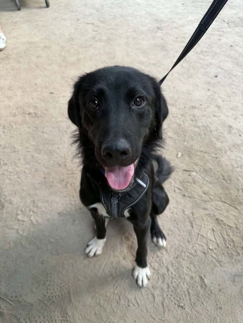 SENTINEL - Labrador Retriever available for adoption