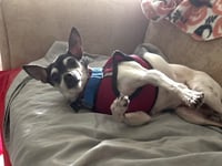 Rocky - Photo 3