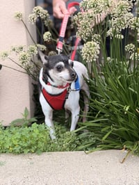 Rocky - Photo 4