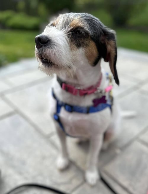 BUBBLEGUM - Terrier available for adoption