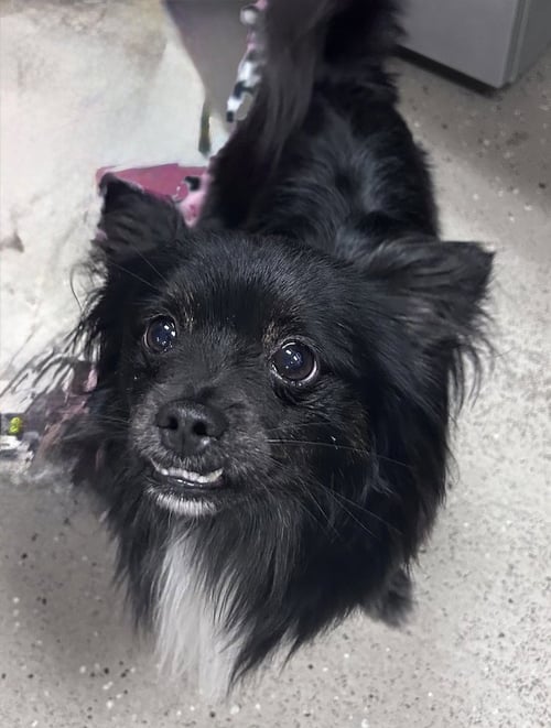 BRUCE WAYNE - Papillon / Chihuahua available for adoption