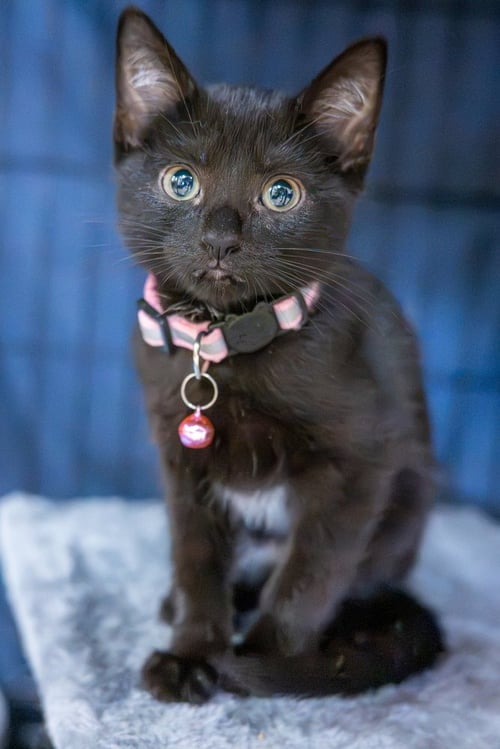 EVANESCENE - Domestic Short Hair available for adoption