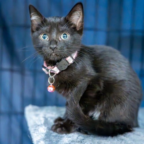 EVANESCENE - Domestic Short Hair available for adoption