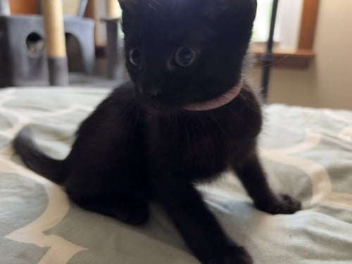 EVANESCENE - Domestic Short Hair available for adoption