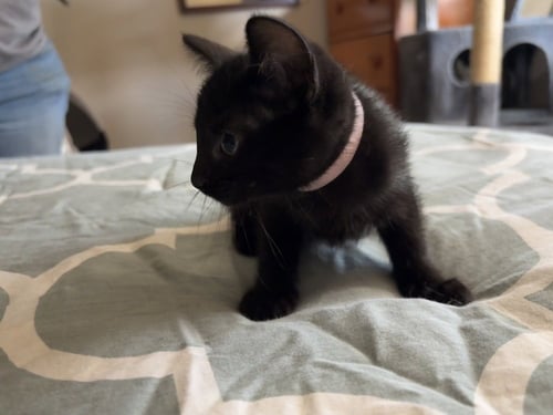 EVANESCENE - Domestic Short Hair available for adoption