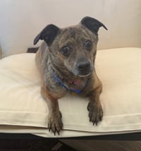 Mitzi - Photo 1