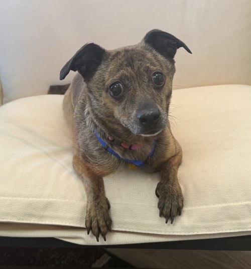 MITZI - Chihuahua available for adoption