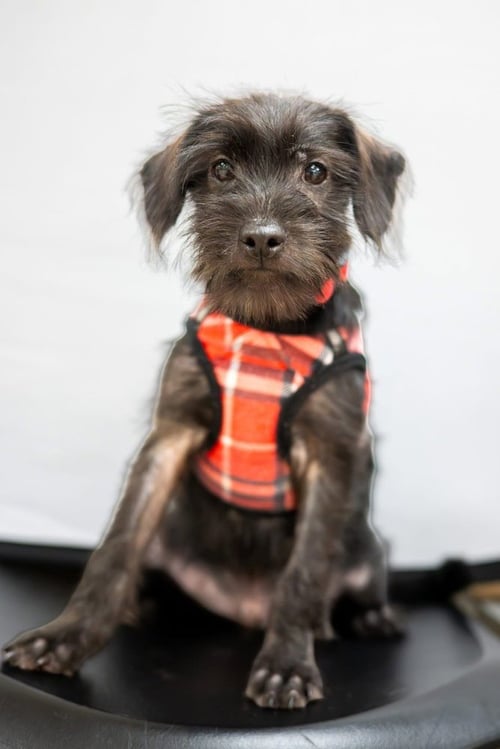BART SIMPSON - Terrier available for adoption