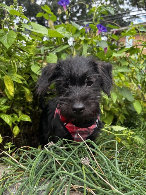BART SIMPSON - Terrier available for adoption