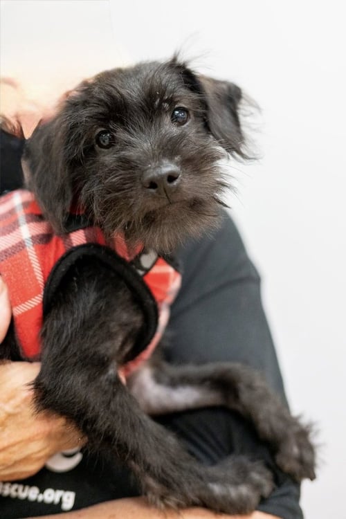 BART SIMPSON - Terrier available for adoption
