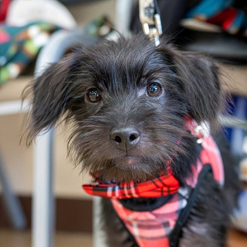 BART SIMPSON - Terrier available for adoption