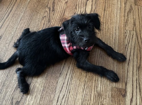 BART SIMPSON - Terrier available for adoption