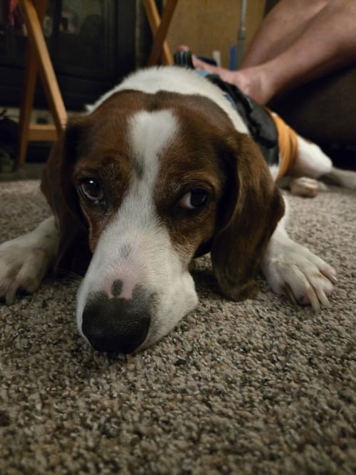 BOGART - Beagle available for adoption