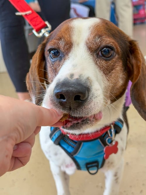 BOGART - Beagle available for adoption