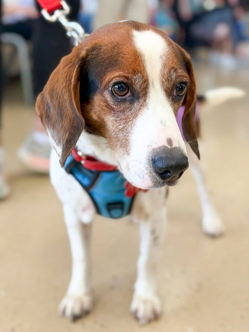 BOGART - Beagle available for adoption