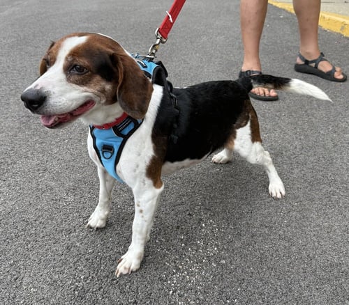 BOGART - Beagle available for adoption