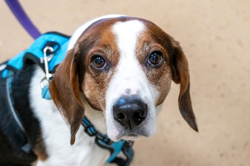 BOGART - Beagle available for adoption