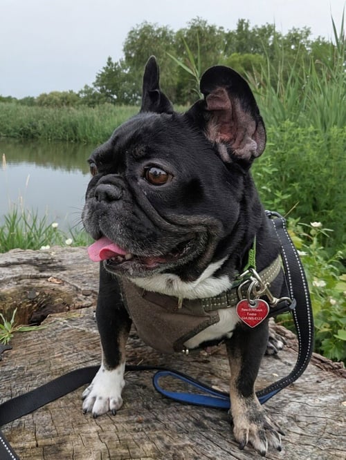 WEEZER - French Bulldog available for adoption