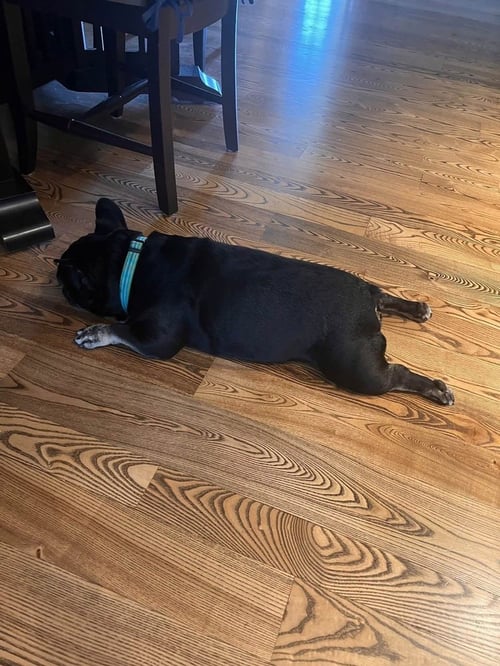 WEEZER - French Bulldog available for adoption