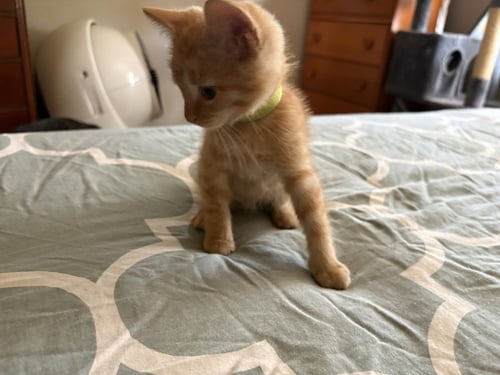 BLINK 182 - Domestic Short Hair available for adoption
