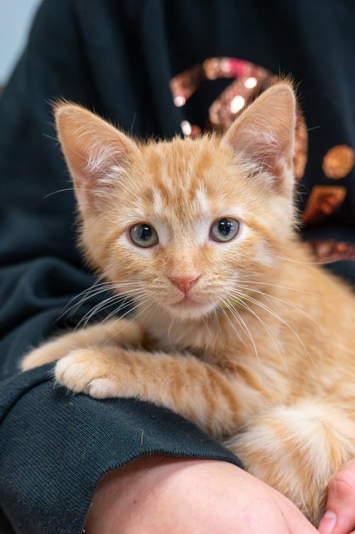 BLINK 182 - Domestic Short Hair available for adoption