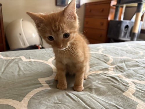 BLINK 182 - Domestic Short Hair available for adoption
