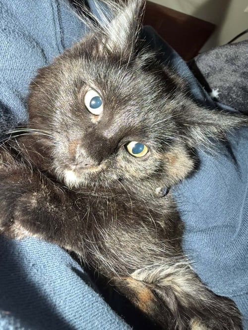 RAVEN - Domestic Short Hair available for adoption