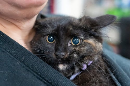 RAVEN - Domestic Short Hair available for adoption