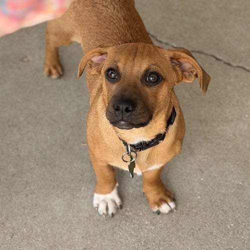 CARAMELO - Terrier for adoption in Kenosha