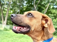 Caramelo - Photo 3