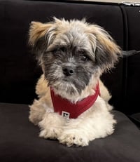 Fozzie Bear - Photo 1