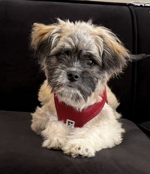 FOZZIE BEAR - Shih Tzu available for adoption