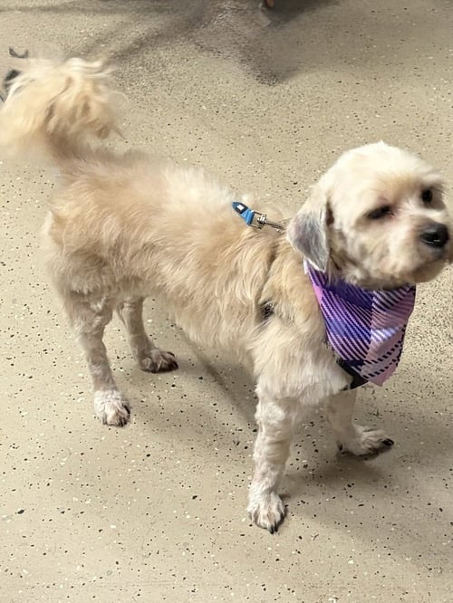 BROWNIE - Maltese available for adoption