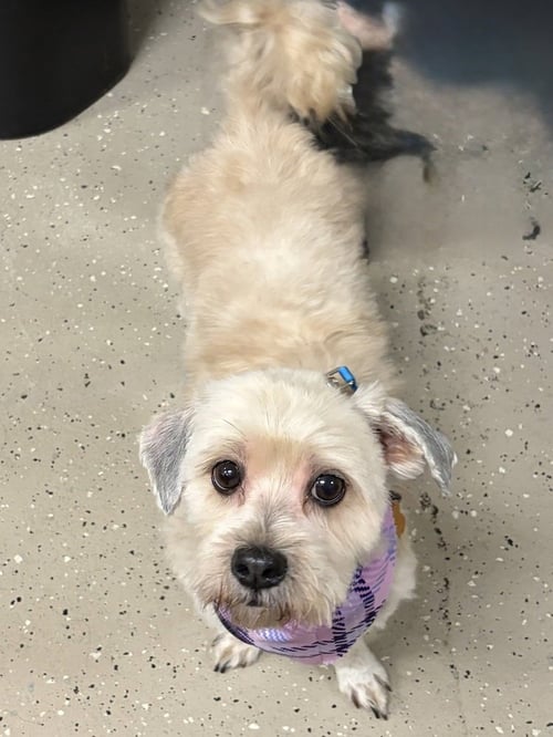 BROWNIE - Maltese available for adoption