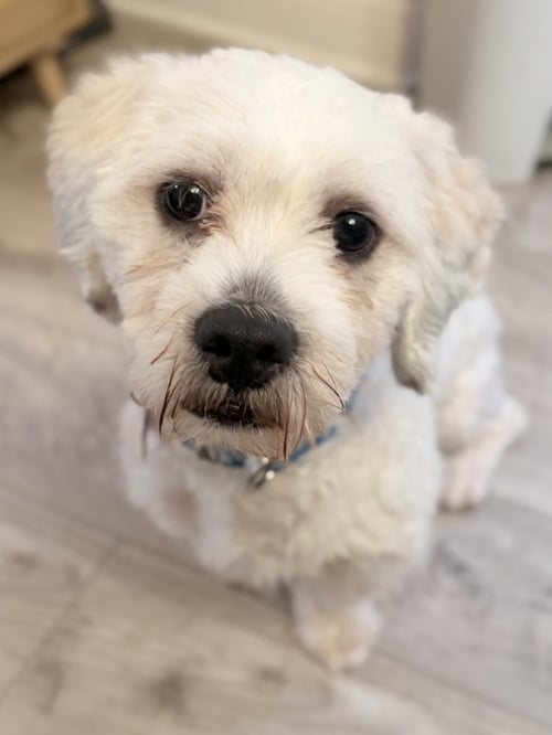 CHICO - Shih Tzu available for adoption