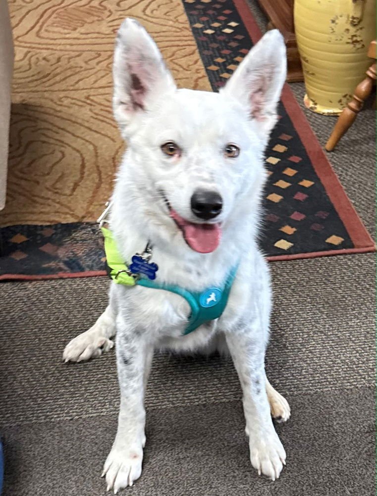 COCA COLA - Australian Cattle Dog/Blue Heeler available for adoption