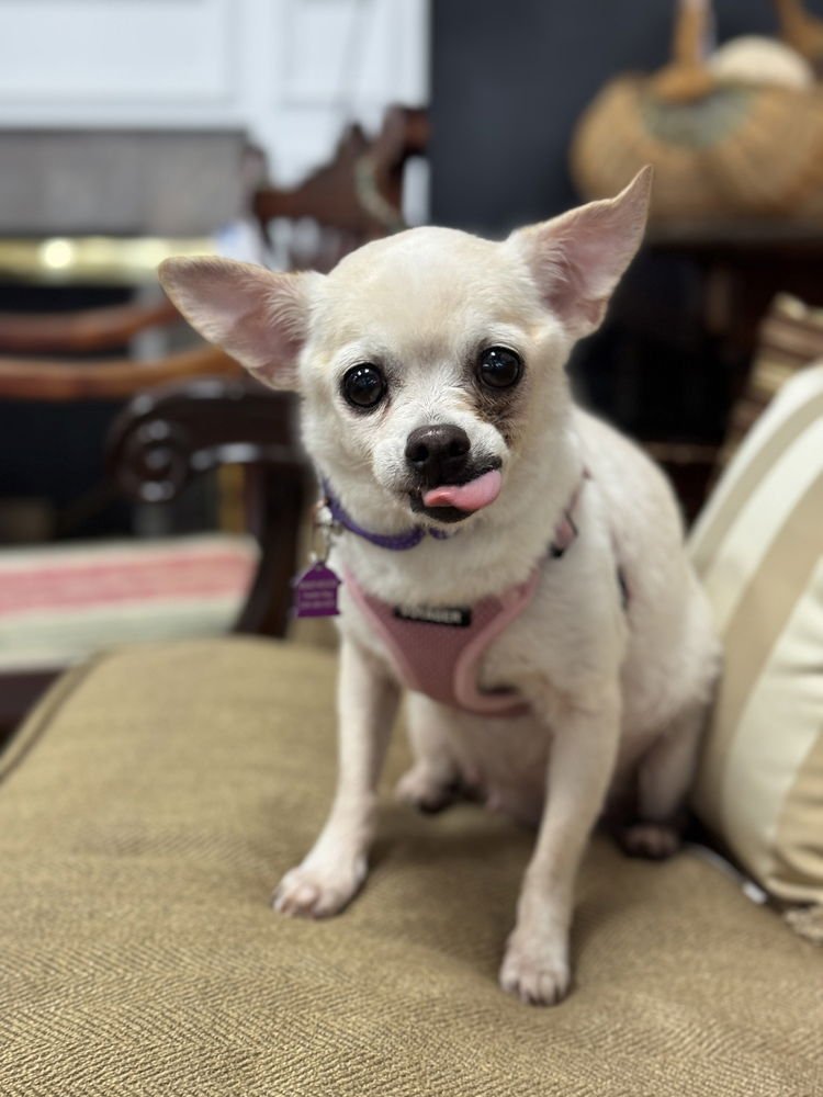 TRUDY - Chihuahua available for adoption