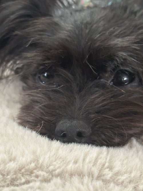 KIBBLE - Terrier available for adoption