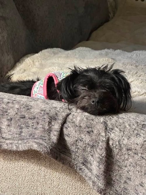 KIBBLE - Terrier available for adoption