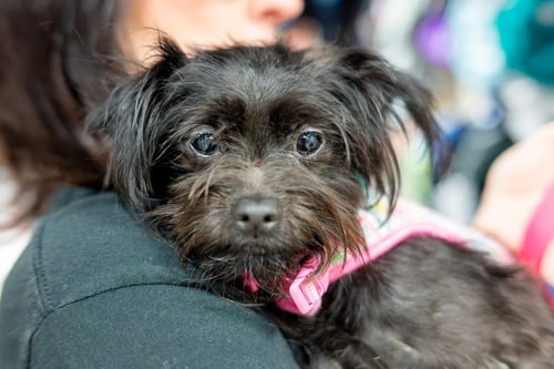 KIBBLE - Terrier available for adoption