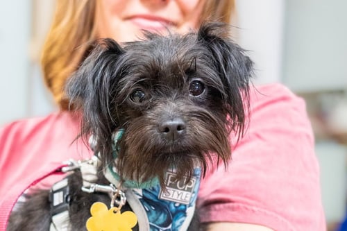KIBBLE - Terrier available for adoption